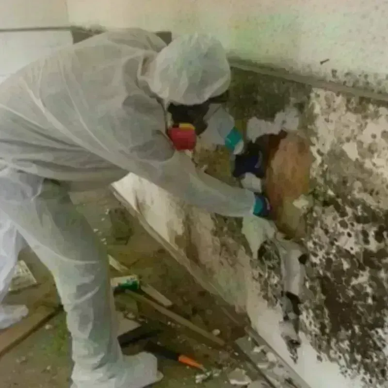 Mold Remediation and Removal in Granby, MA